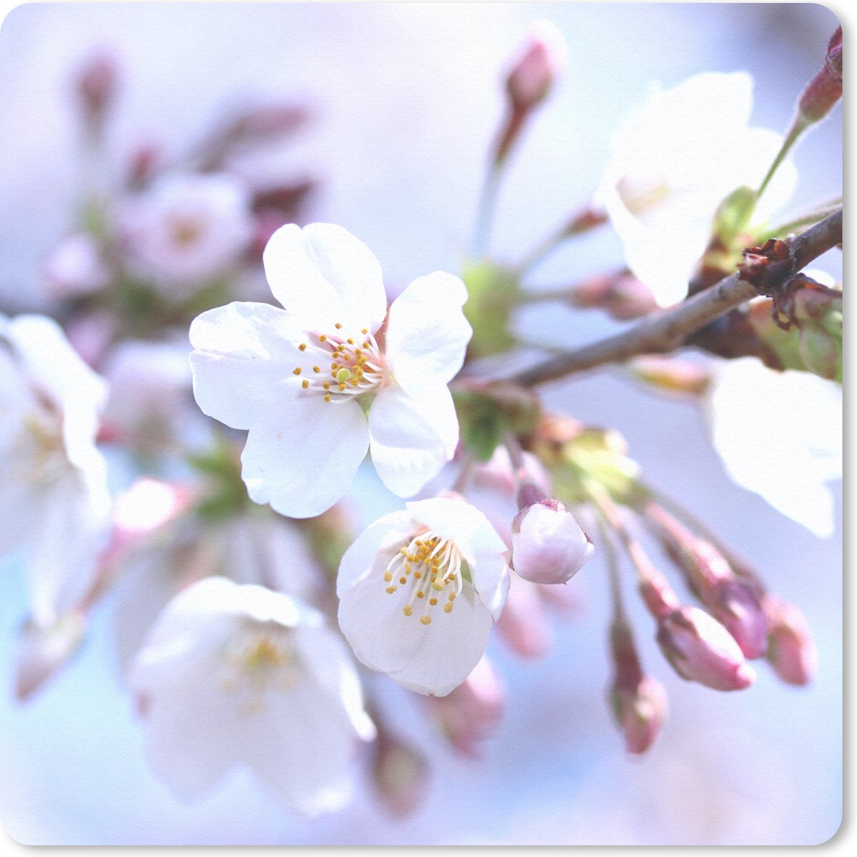 Muismat 30x30 cm - Mousepad Bloemen - Sakura - Tak - Bloesem takken - Muismatten