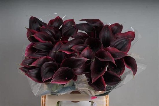 Calla Rudolph 40cm DutchFlowers - Boeket - 10x Calla rudolph 60cm | bol