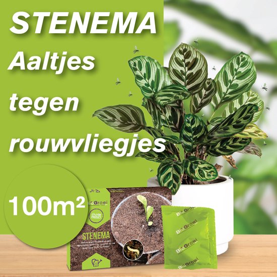 Aaltjes tegen Rouwvliegjes - Stenema 100m² - 50 miljoen steinernema feltiae - Zwarte vliegjes in kamerplanten bestrijden - Rouwvliegjes bestrijden | Varenrouwmuggen