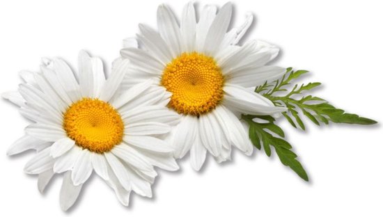 Twee witte madeliefjes met gele harten en een groen blaadje.