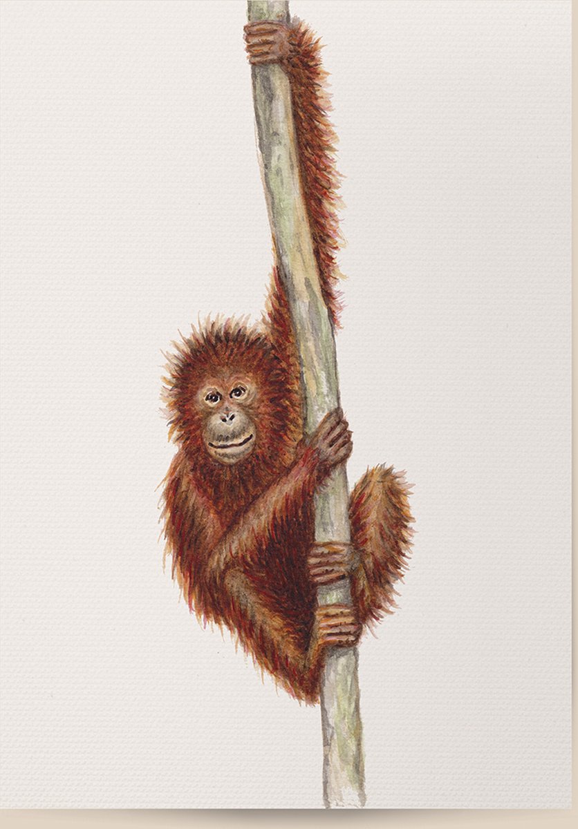 World of Mies poster aap - A4 - mooi dik papier - Snel verzonden! - tropisch - jungle - dieren in aquarel - geschilderd door Mies Aapje