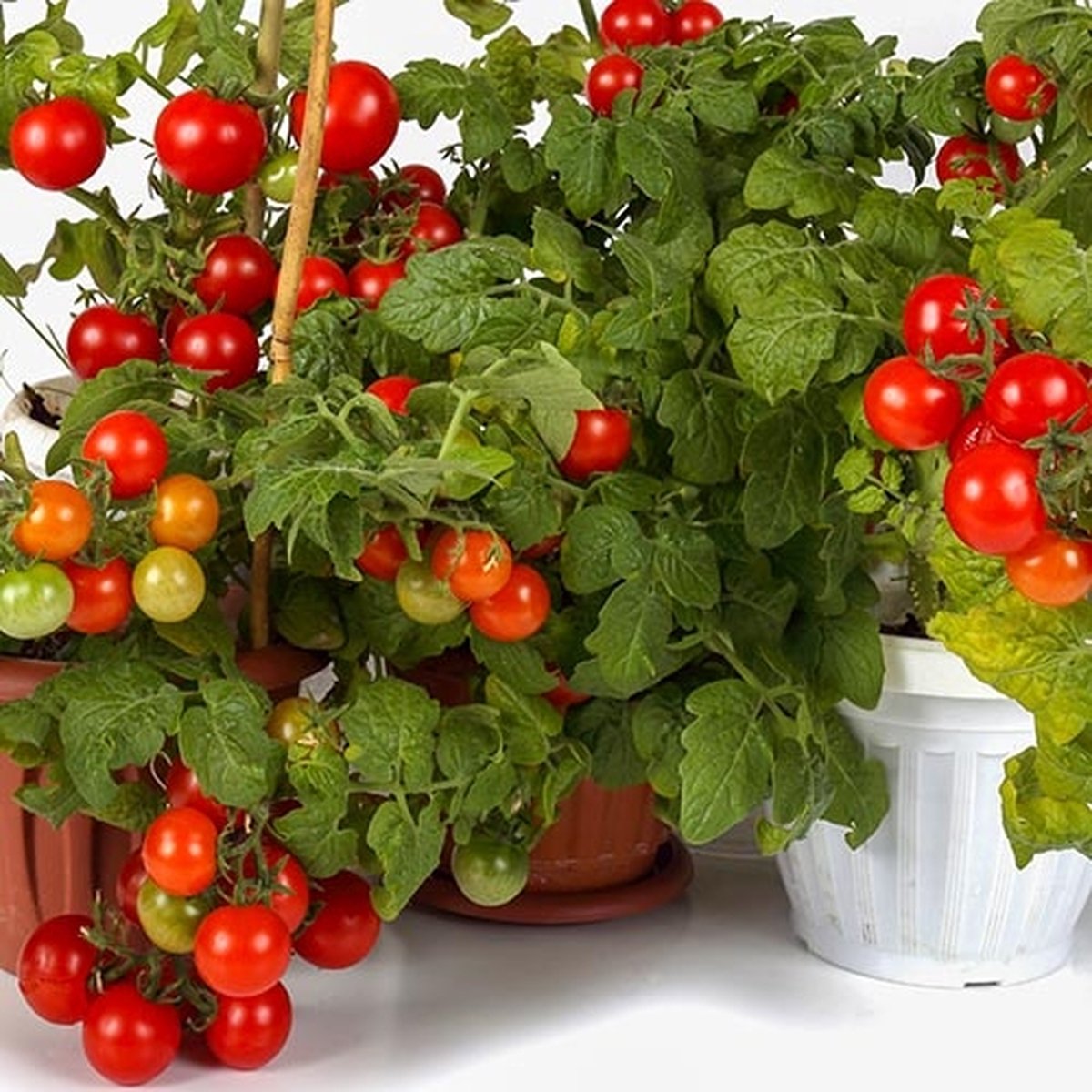 Tomaten zaden - Pottomaat Balkonstar