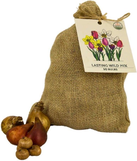 2 echte witte amaryllis wax/wax - behandelde bloembollen - duurzame, gemakkelijk te onderhouden kamerplant - cadeau idee in een set! Knight Star Touch of Wax