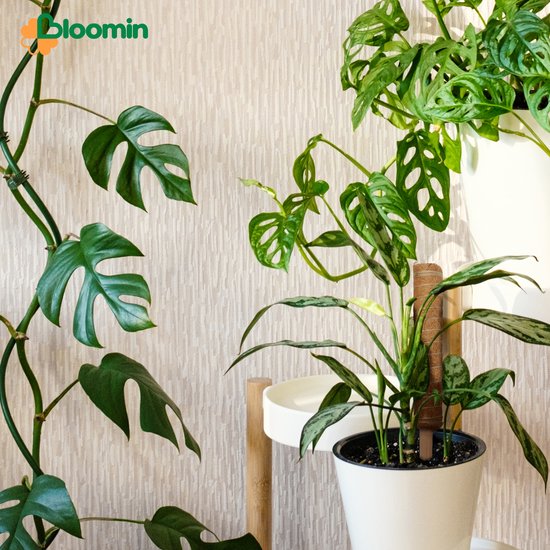 Klimplant met grote bladeren ondersteund door een kokos potstok, in een woonomgeving.