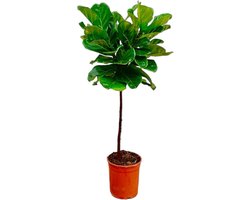 Trendyplants - Ficus Lyrata op stam - Tabaksplant - Kamerplant - Hoogte 120-140 cm - Potmaat Ø24cm
