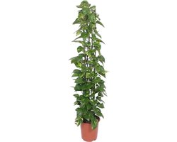 10 kamerplanten voor in de schaduw 15 Devil’s Ivy op Gaasrek - 160 cm - ø27