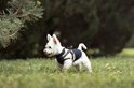 West Highland White Terrier in een grasrijk gebied, draagt een marineblauw en beige hondenharnas.