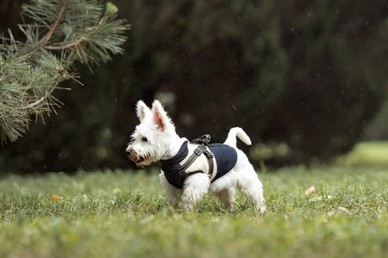 West Highland White Terrier in een grasrijk gebied, draagt een marineblauw en beige hondenharnas.
