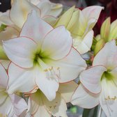 Close-up van witte amaryllisbloemen met rode randen, groene accenten en gele meeldraden.