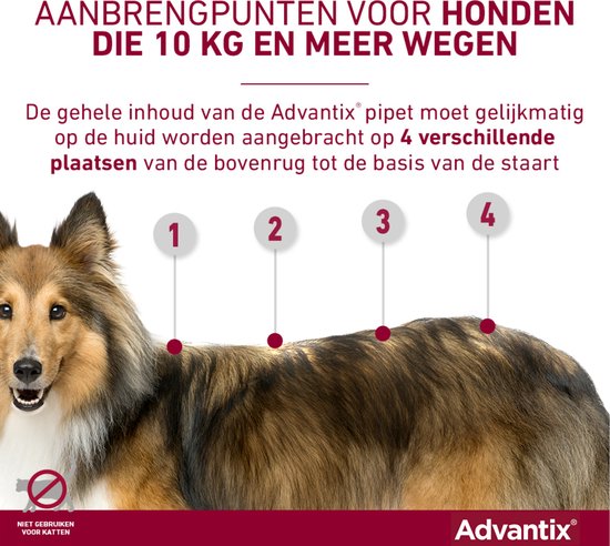 Close-up van een sheltie met aanbrengpunten 1 tot 4 gemarkeerd op de rug.