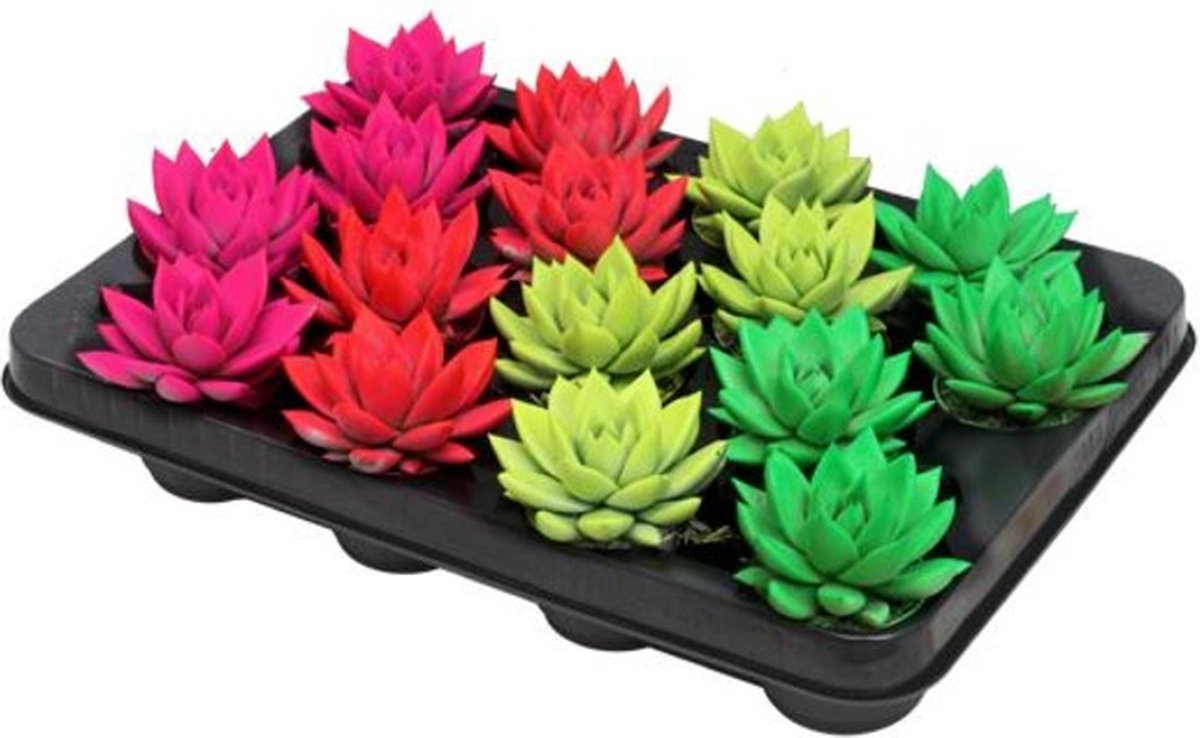 Plantenboetiek.nl Echeveria Coloured Neon Mix 16 stuks Ø6-8cm hoog Kamerplant Groenblijvend Multideal Cactus & Vetplanten