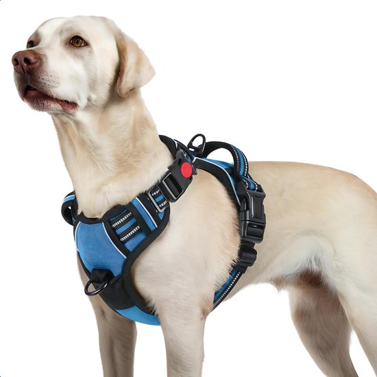 Harnais bleu pour chien avec rayures réfléchissantes, porté par un labrador.