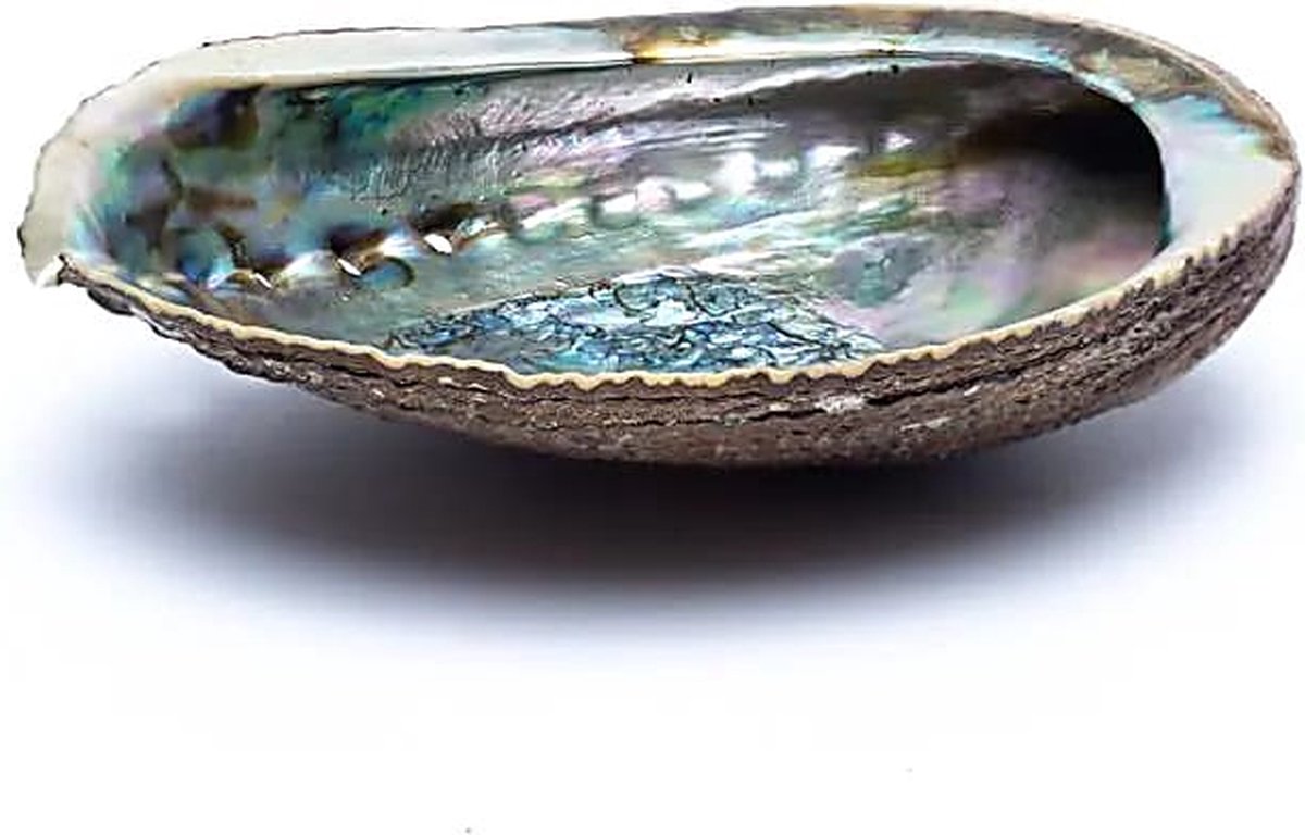 Goedkoopste Smudge schelp Abalone, Haliotis fulgens, groen, 12 - 16 cm