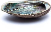 Smudge schelp Abalone, Haliotis fulgens, groen, 12 - 16 cm
