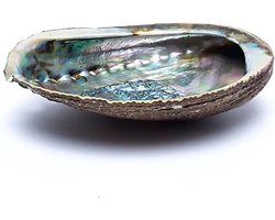 Smudge schelp Abalone, Haliotis fulgens, groen, 12 - 16 cm