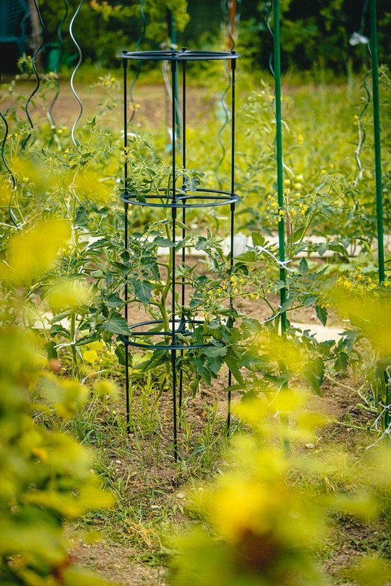 Zwarte plantensteun met drie ringen, in een tuin tussen tomatenplanten.