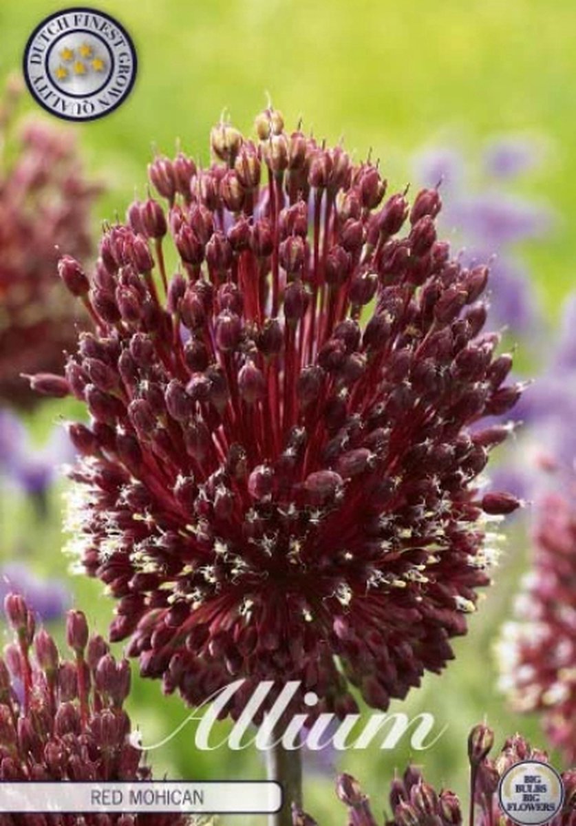 Red Mohican (Nieuw) Allium Bloembollen 2 stuks bolmaat 14/16