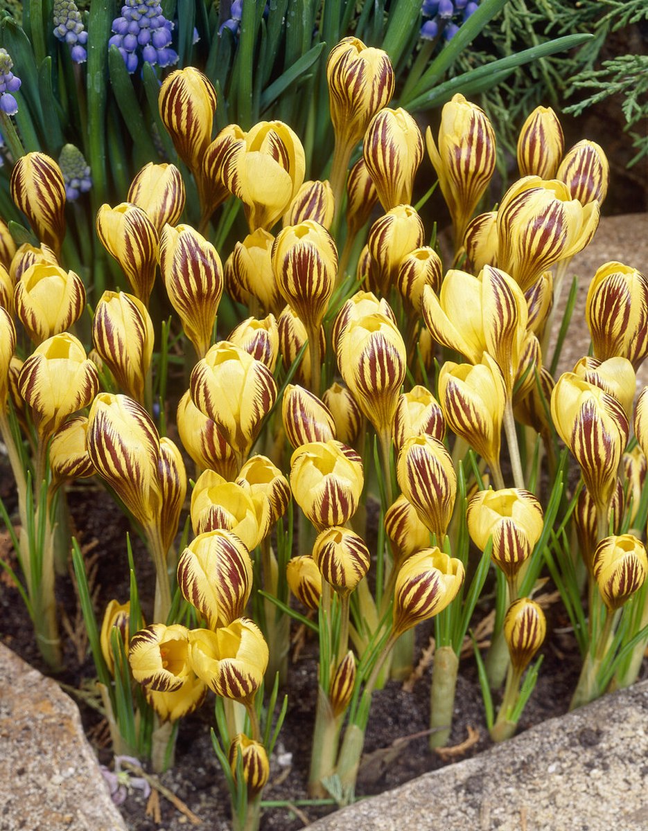 Crocus Gipsy Girl | 20 stuks | Krokus