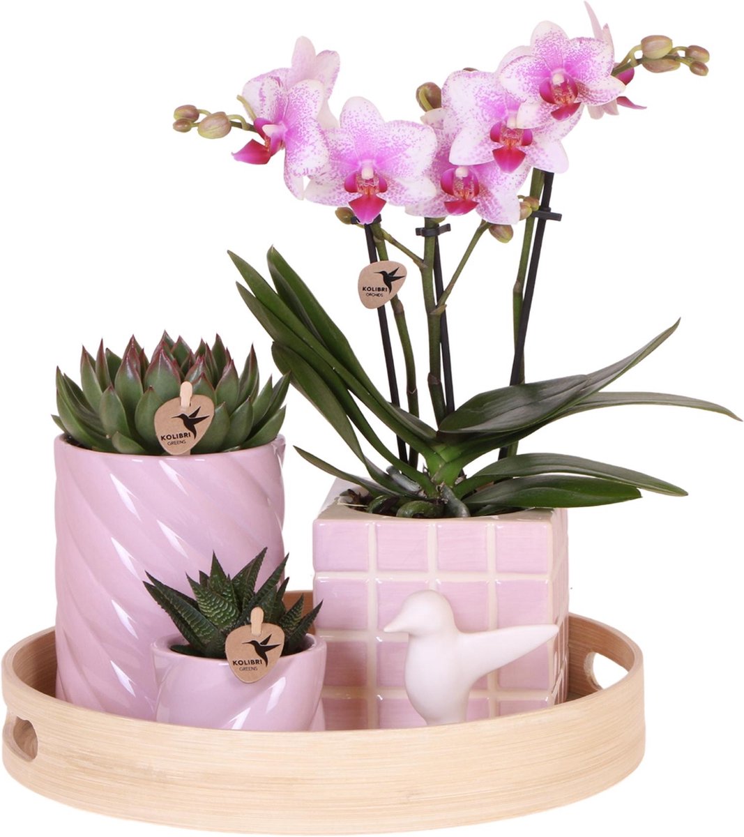 Green Harmony | Gift set Colourful Optimism | Plantenset met roze Phalaenopsis Orchidee en Succulenten incl. keramieken sierpotten