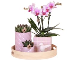 Green Harmony | Gift set Colourful Optimism | Plantenset met roze Phalaenopsis Orchidee en Succulenten incl. keramieken sierpotten