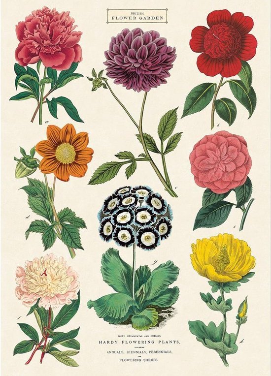 Vintage Poster Bloemen - Cavallini & Co Schoolplaat Botanica
