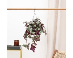 Tradescantia Zebrina Violet hangplant - 25 cm