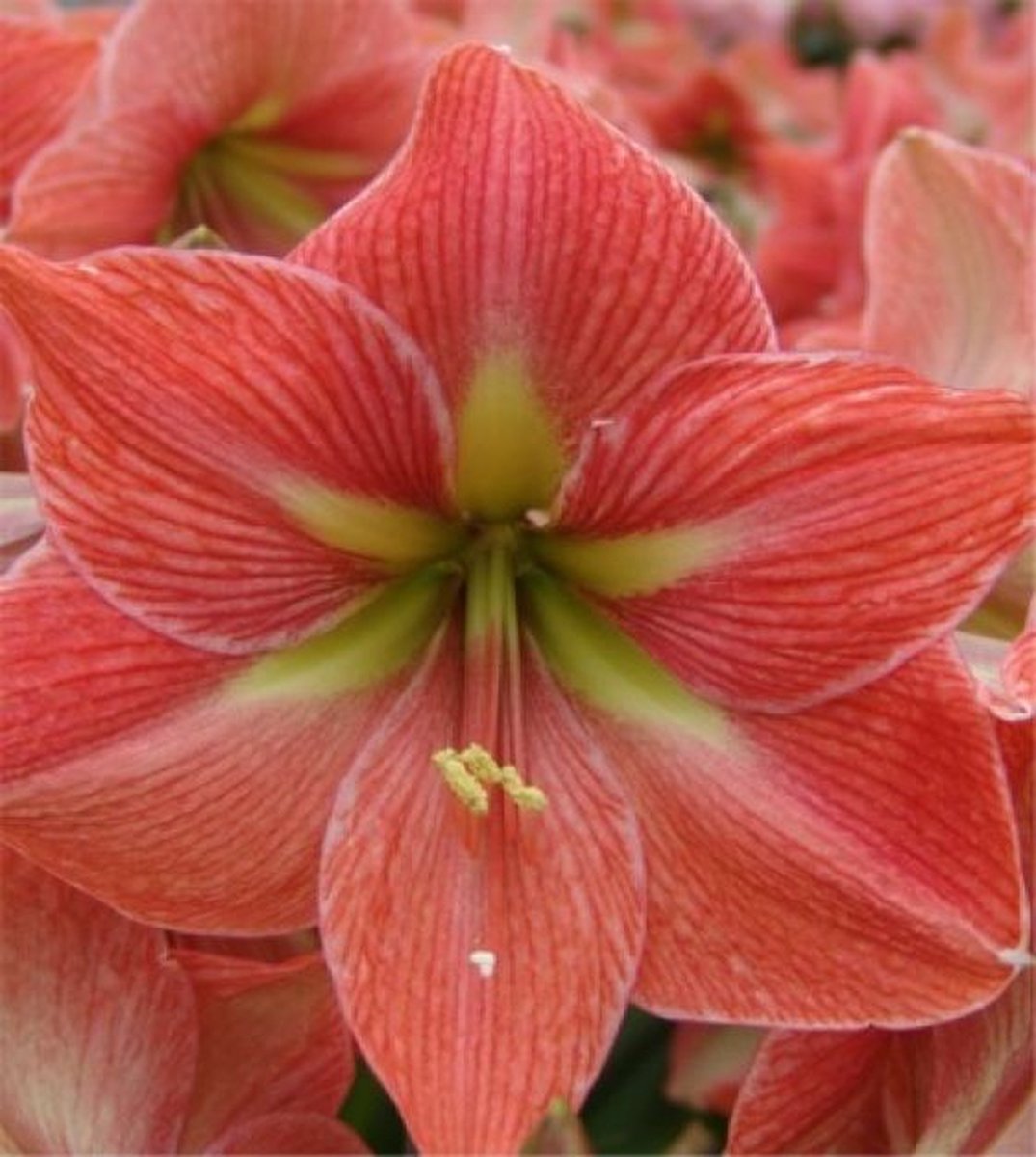 Amaryllis Terra Cotta Star | 1 stuk | Amaryllisbol | Hippeastrum