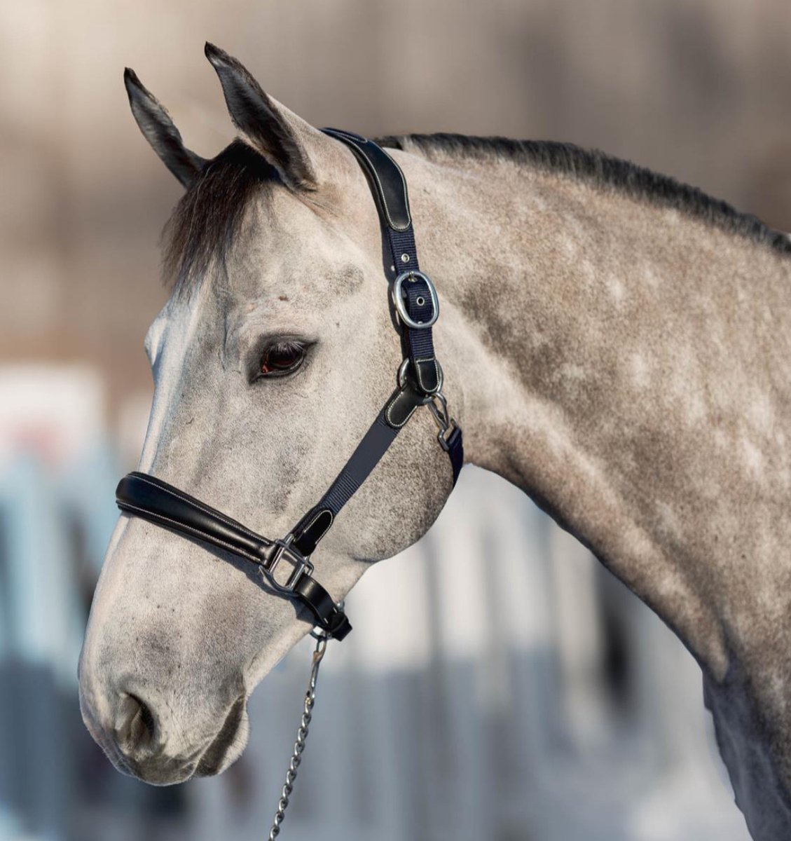 HFI Halster Mixed Pony Bruin