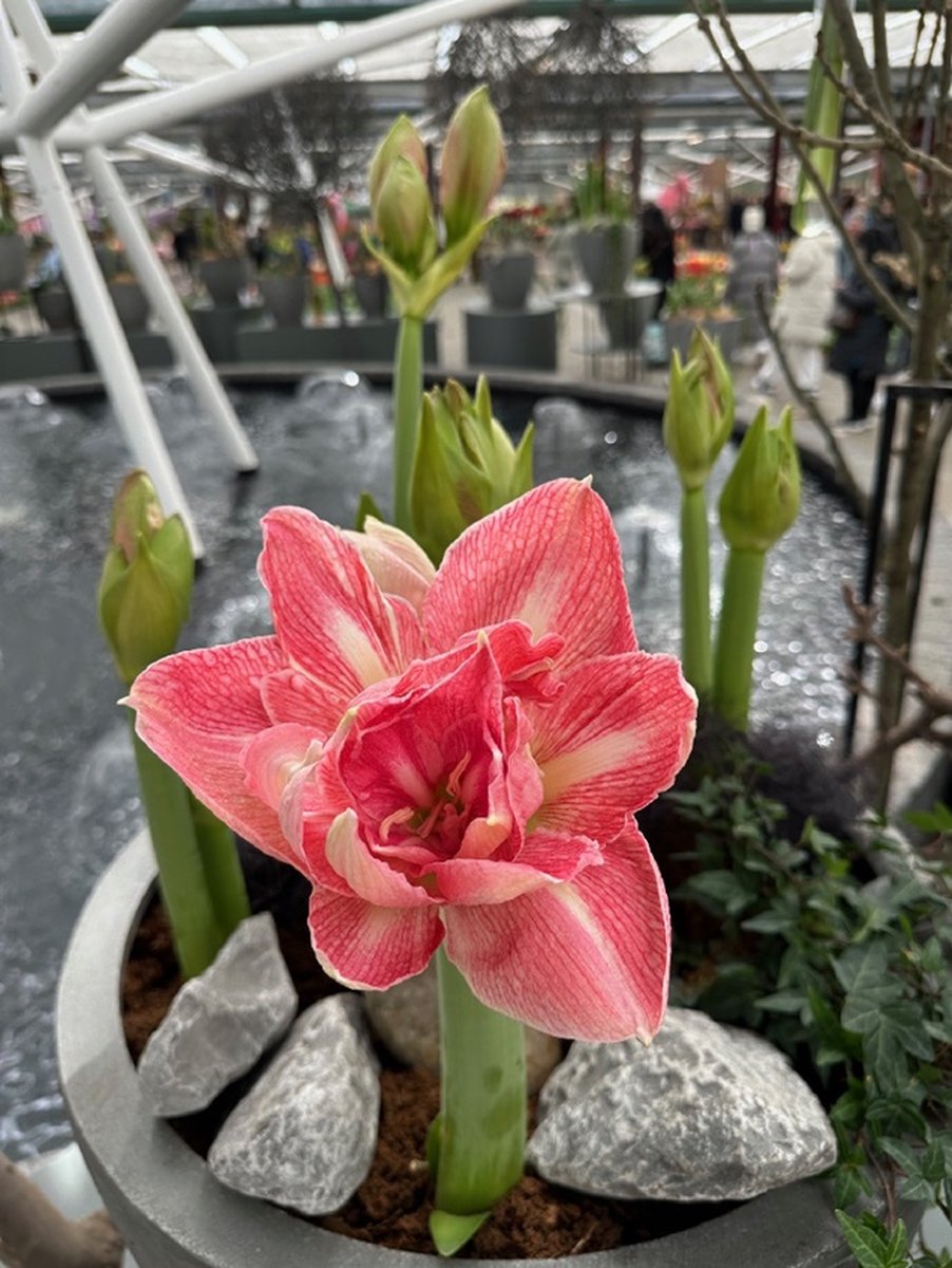 Amaryllis Lovely Nymph | 1 stuk | Amaryllisbol | Hippeastrum