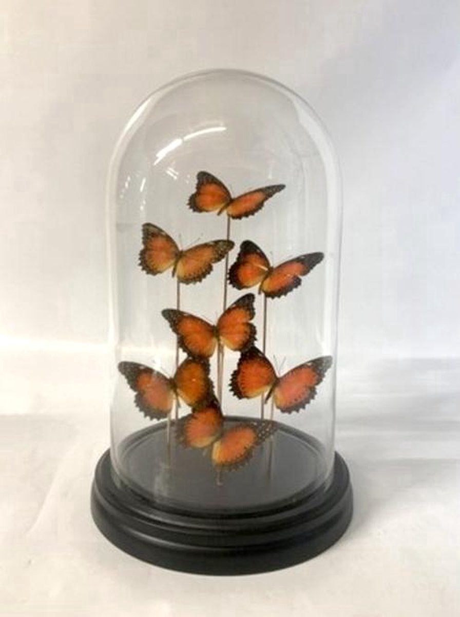 Opgezette Vlinders in Stolp - Vlinder In Glazen Stolp - Vlinderstolp Glas - Cethosia Bitlis - Oranje - 18 x 18 x 30 cm