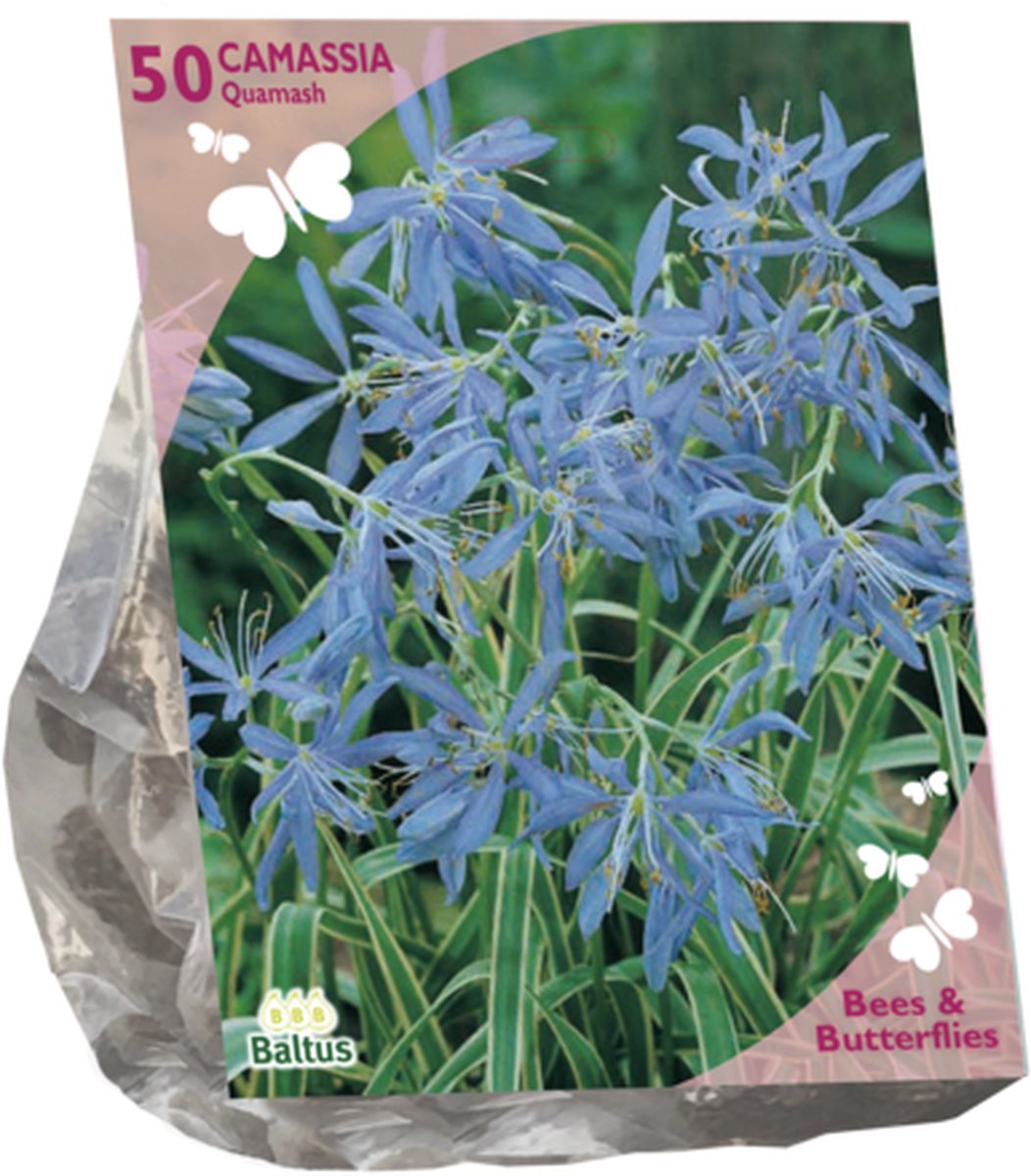 Baltus - Bees & Butterflies Camassia quamash per 50 bloembollen