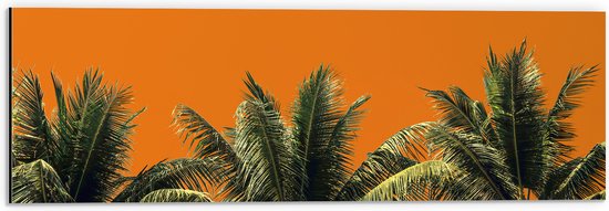 Dibond - Toppen van Palmbomen tegen Oranje Lucht - 60x20 cm Foto op Aluminium (Wanddecoratie van metaal)