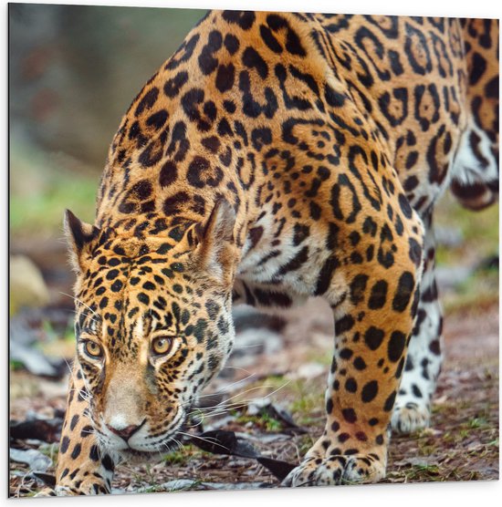 Dibond - Sluipende Jaguar door het Bos - 100x100 cm Foto op Aluminium (Wanddecoratie van metaal)