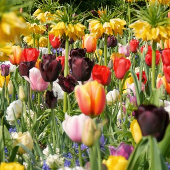 KH Bloembollen Tulpenbollen Mix - 20 Stuks - Winterhard - Maat 11/12