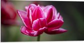 Dibond - Roze Tulp - 100x50 cm Foto op Aluminium (Met Ophangsysteem)