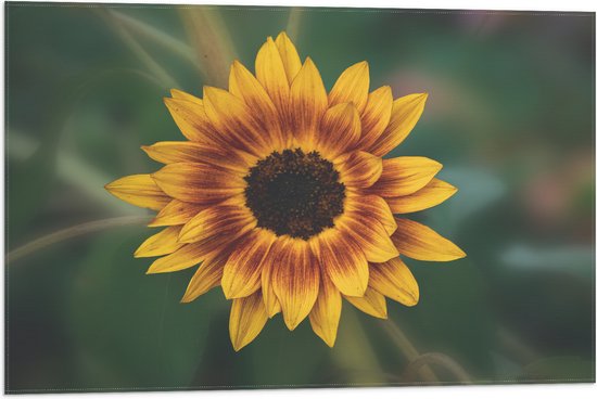 Vlag - Gele Zonnebloem - 75x50 cm Foto op Polyester Vlag
