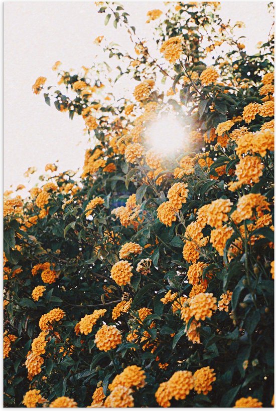 Poster (Mat) - Bloemen - Planten - Groen - Oranje - Zon - 80x120 cm Foto op Posterpapier met een Matte look
