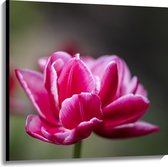 Canvas - Roze Tulp - 100x100 cm Foto op Canvas Schilderij (Wanddecoratie op Canvas)