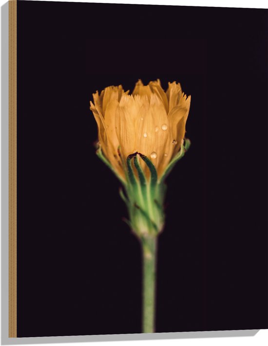 Hout - Bloem - Oranje - Druppels - Natuur - 60x80 cm - 9 mm dik - Foto op Hout (Met Ophangsysteem)