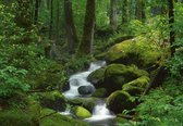 Fotobehang - Vlies Behang - Bos met Kleine Waterval - 368 x 254 cm