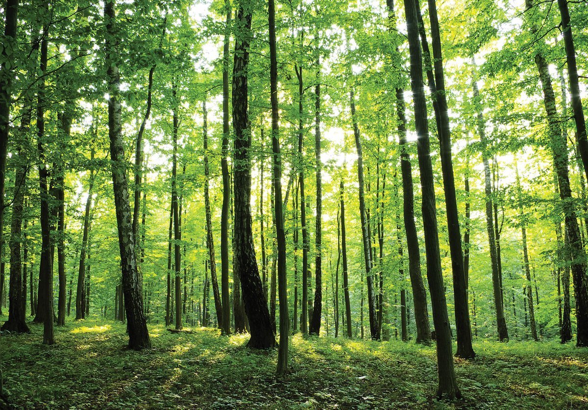 Vliesbehang - Fotobehang - Bos - Bomen - Zomer - Zon - Natuur - Groen - 416 x 254 cm