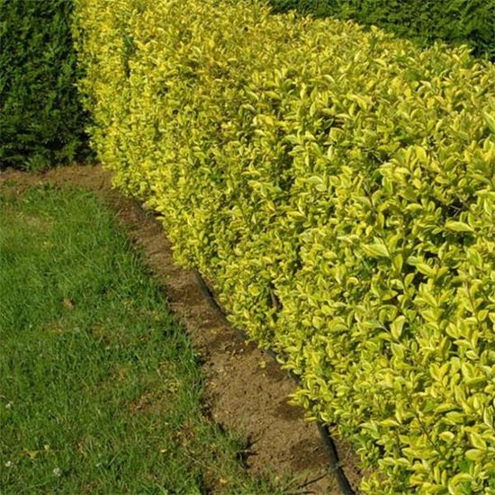 Liguster - Ligustrum oval. 'Aureum' - 40-50 cm | bol