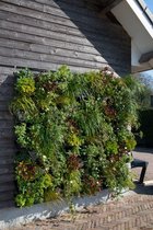 Innovatieve verticale plantenwand nature's green NextGen 75
