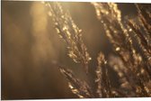Dibond - Zonnestralen Vallend op Beige Grassprieten - 90x60 cm Foto op Aluminium (Met Ophangsysteem)