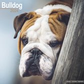 Engelse Bulldog Kalender 2024