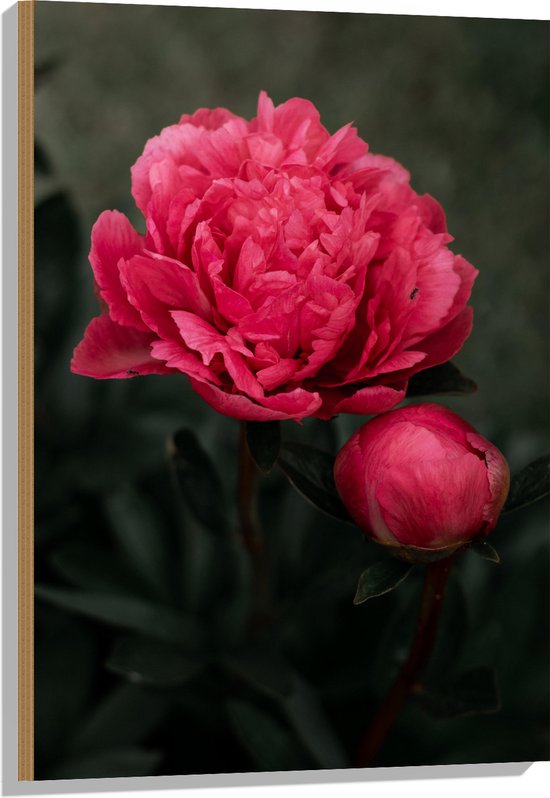 Hout - Bloemen - Roze - Bladeren - Knop - Natuur - 60x90 cm - 9 mm dik - Foto op Hout (Met Ophangsysteem)