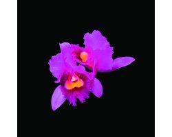 Opeth - Orchid (CD)