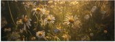 Poster Glanzend – Madeliefjes in het Gras - 90x30 cm Foto op Posterpapier met Glanzende Afwerking