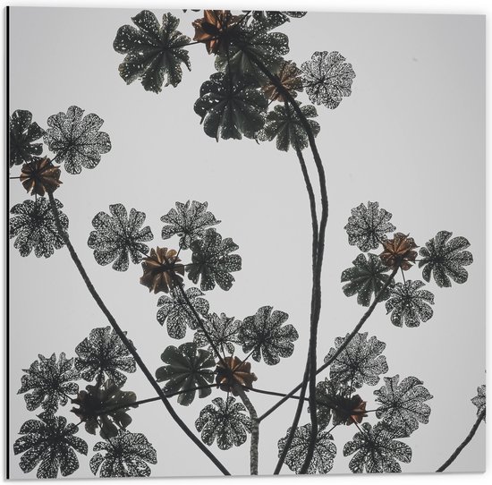 Dibond - Takken - Bloemen - Bladeren - 50x50 cm Foto op Aluminium (Met Ophangsysteem)