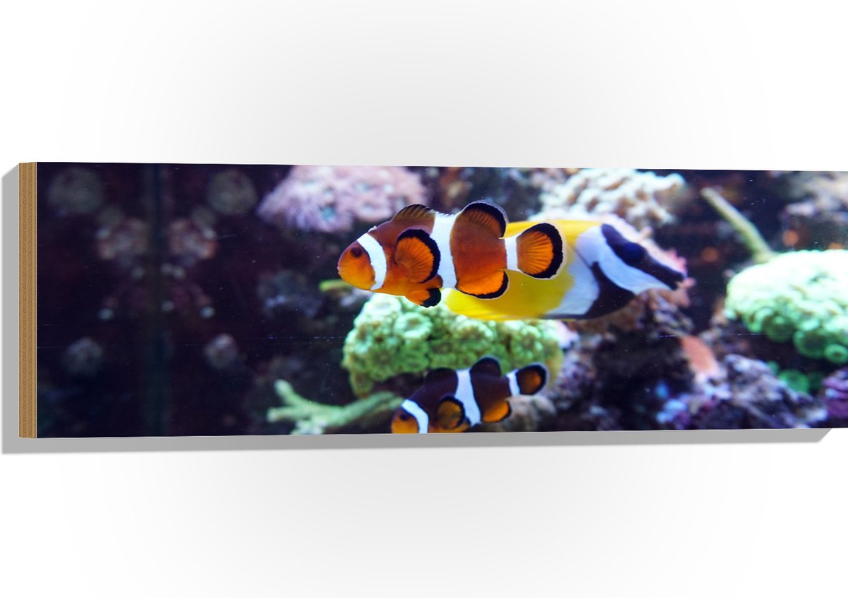 Hout - Twee Anemoon Vissen Zwemmend door Aquarium - 90x30 cm - 9 mm dik - Foto op Hout (Met Ophangsysteem)